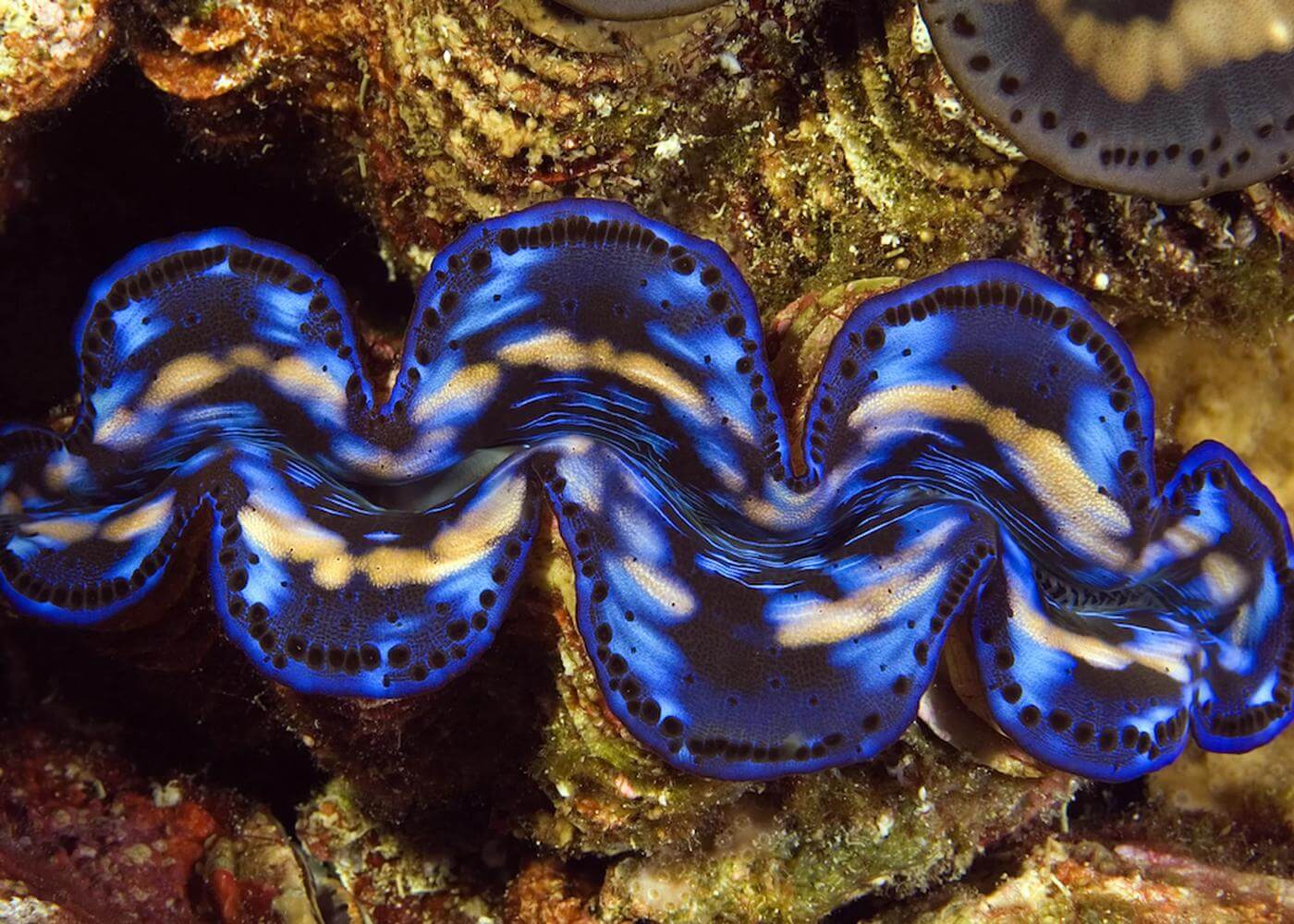 Kerang raksasa (Tridacna) yang berukuran besar ini memiliki beberapa ratus mata yang sangat kecil untuk mendeteksi benda gelap yang bergerak di dekatnya