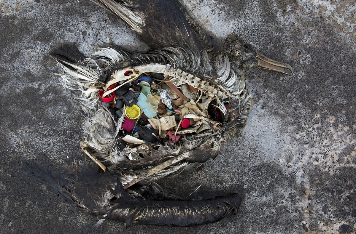 Seekor burung Albatross dengan plastik di perutnya terbaring mati di Midway Atoll di Barat Laut Hawaii, 2 November 2014. Atol ini adalah tempat perlindungan bagi jutaan burung laut, dan Midway Atoll berada di tengah Great Pacific Garbage Patch. Setiap tahun ada sekitar 20 ton plastik dan serpihan lain yang hanyut ke pantai dari perairan sekitarnya.