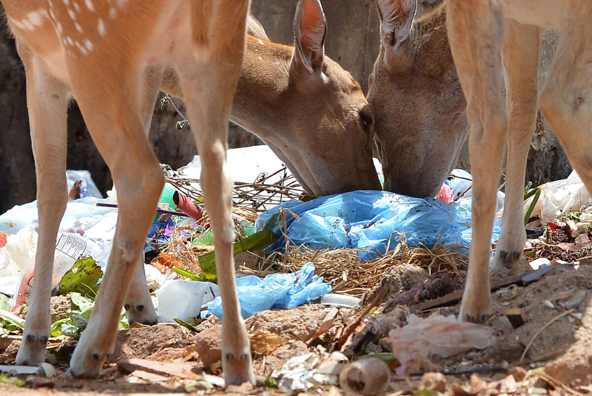 Rusa liar mencari makanan di antara tas plastik di tengah sampah yang dibuang di tanah terbuka di distrik Sri Lanka Trincomalee, 10 Mei 2018