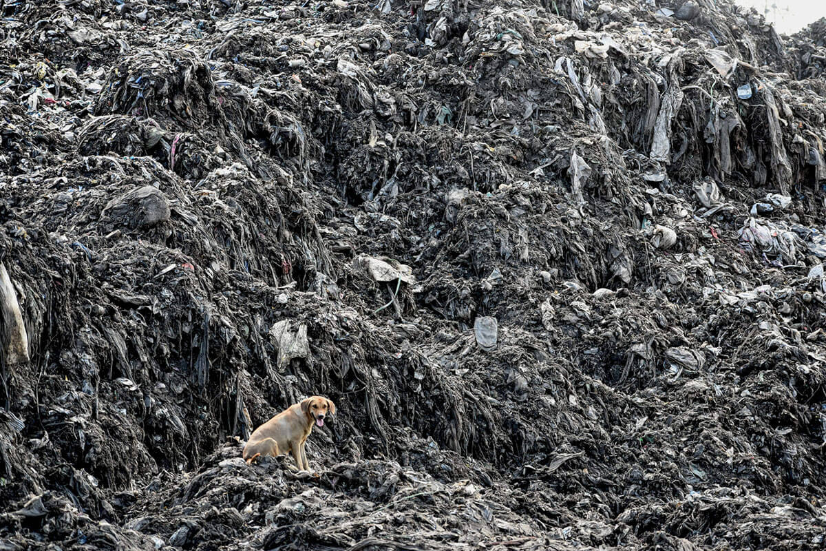 Seekor anjing duduk di samping tumpukan sampah plastik di tempat pembuangan Kibarani di Mombasa, Kenya, 3 Juni 2018